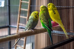 Budgies in aviary at Reid Court